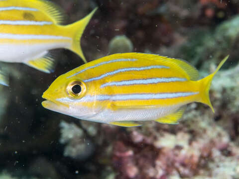 Image of Bluestripe snapper