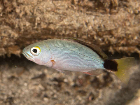 Image of Humpback red snapper