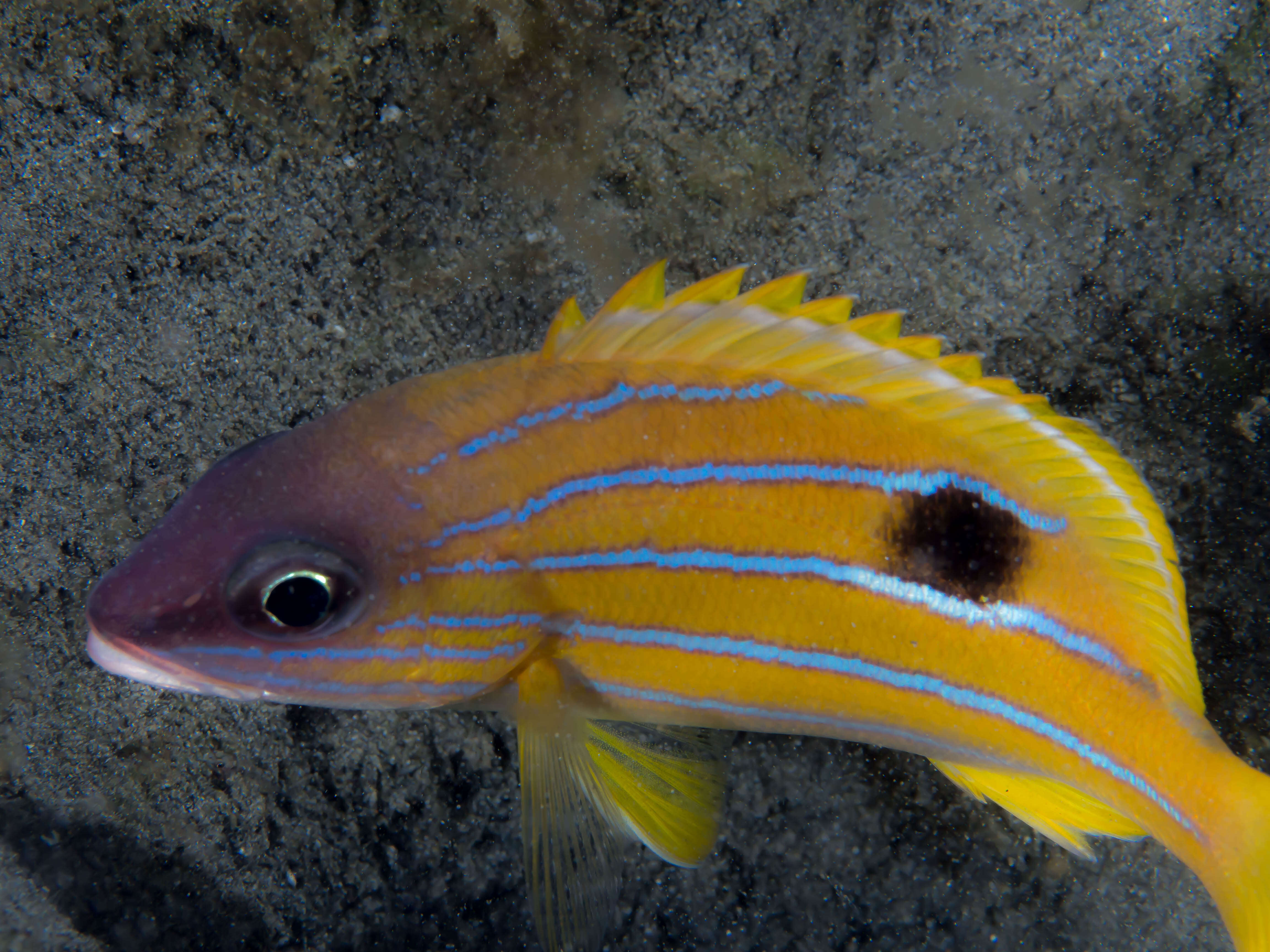 Image of Five-lined snapper