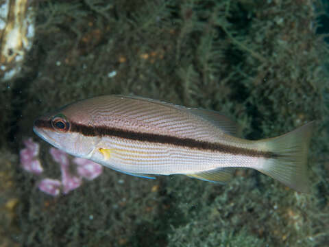 Image of Brownstripe snapper