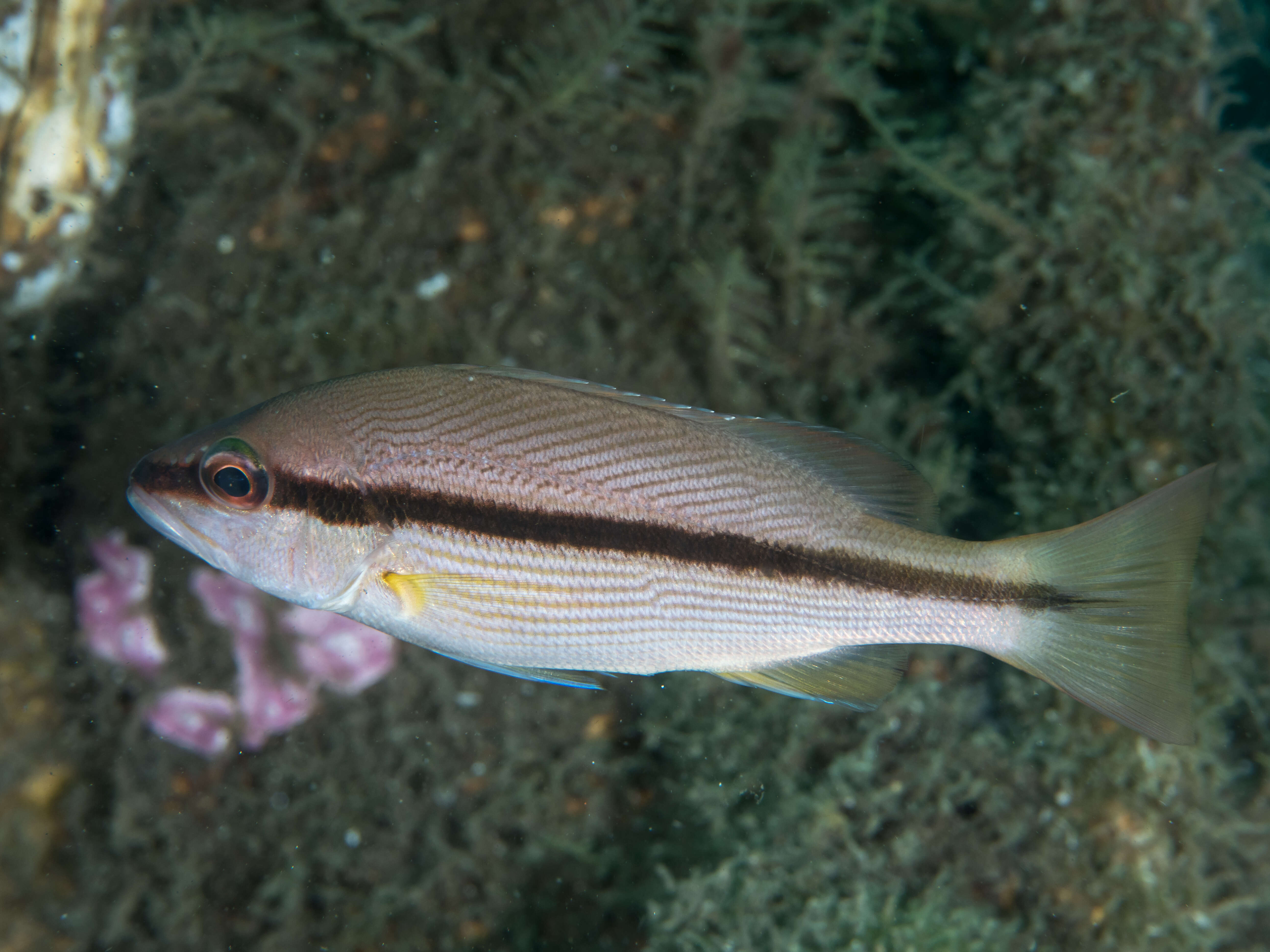 Image of Brownstripe snapper