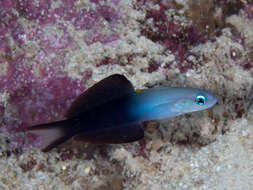 Image of Arrow dart-goby