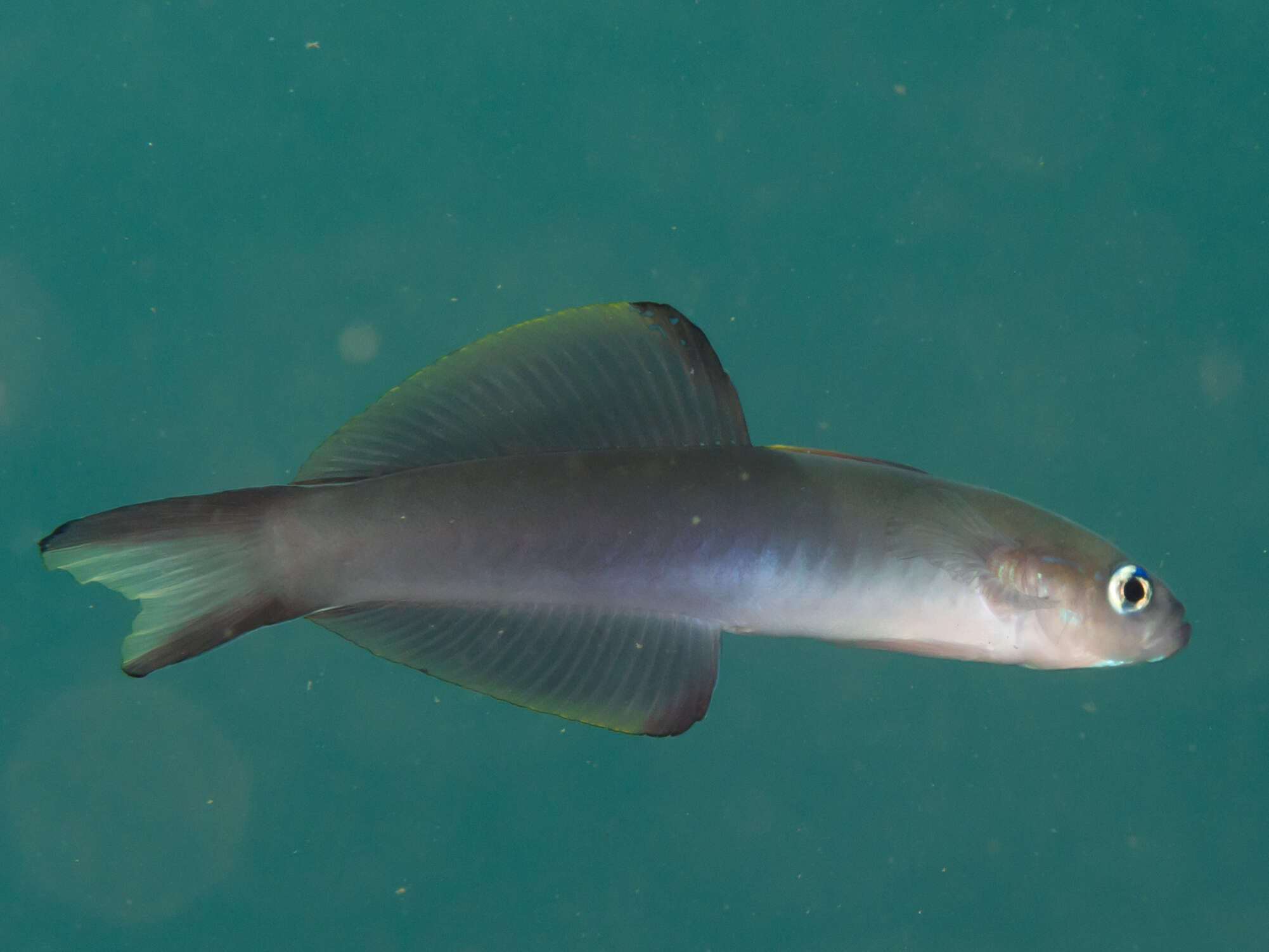 Image of Arrow dart-goby