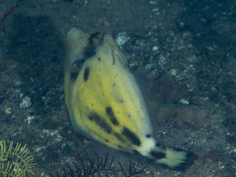 Image of Spectacled Filefish