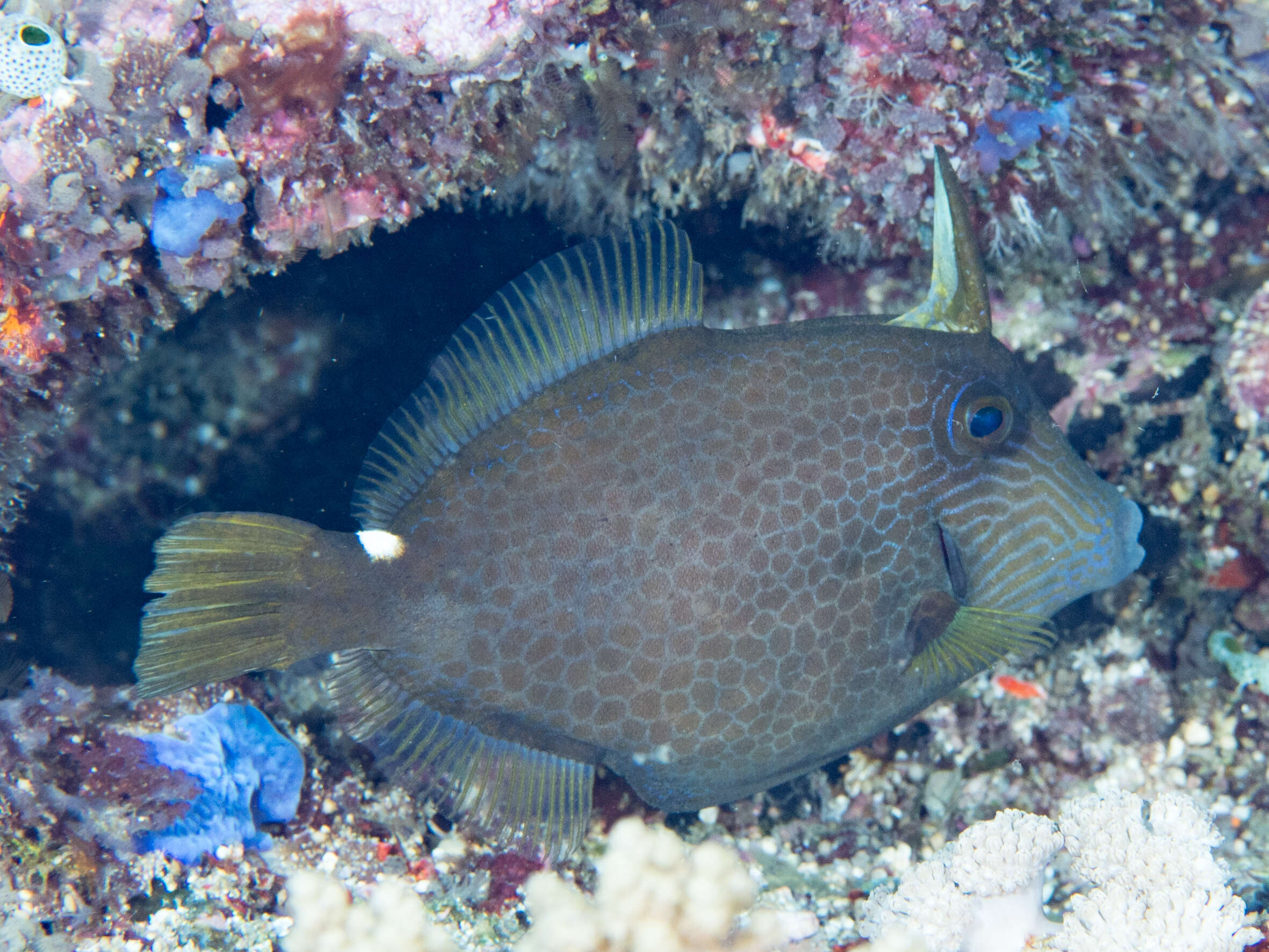 Image of Honeycomb Filefish