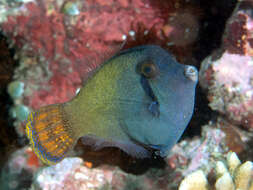 Image of Blackbar Filefish