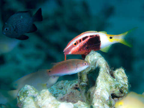 Image of Bicolor goatfish