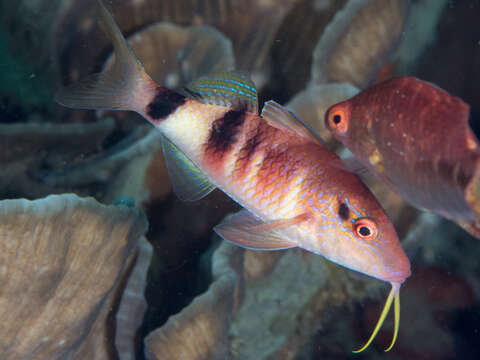 Image of Banded Goatfish