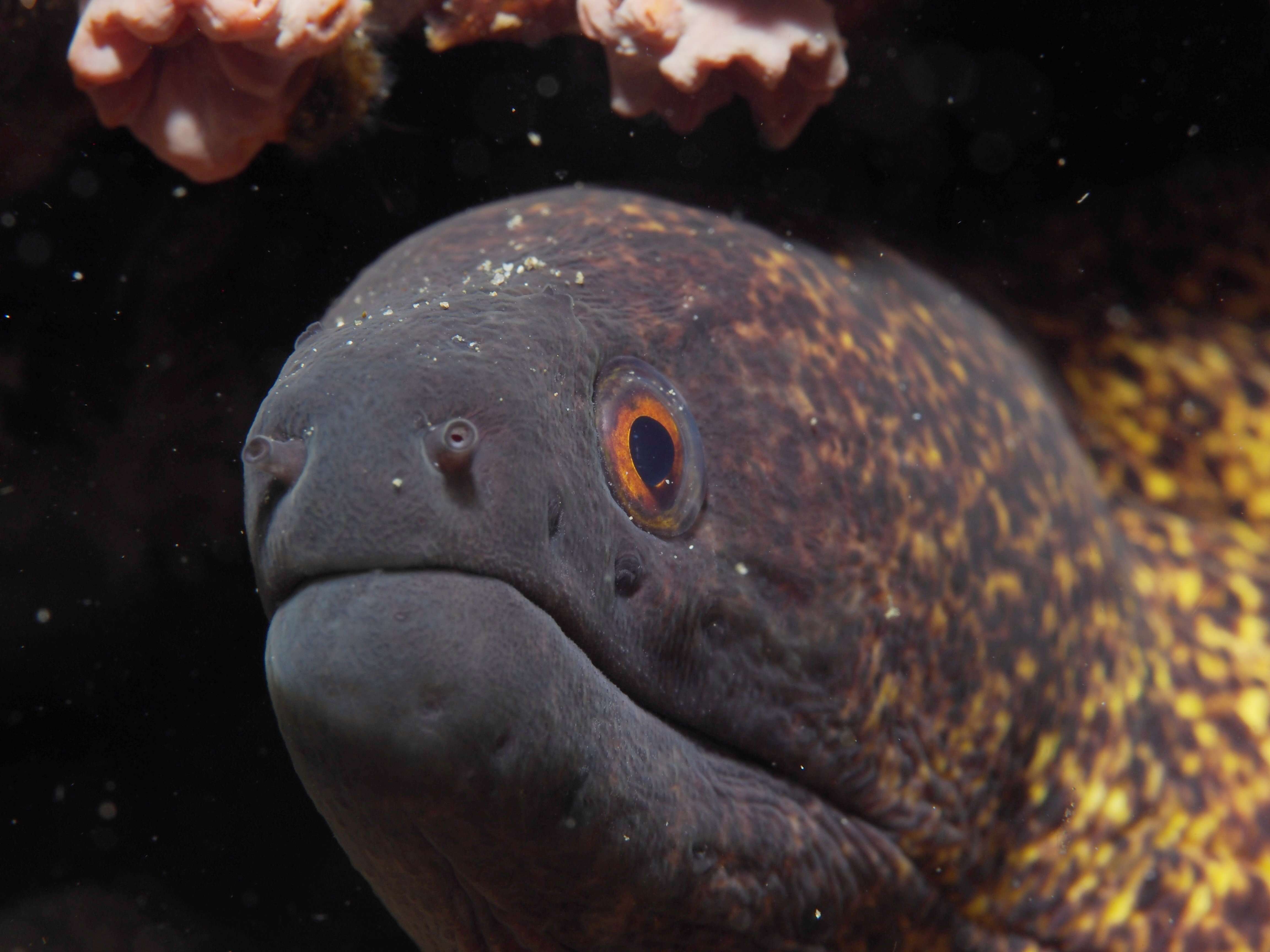 Image of Yellow edged moray