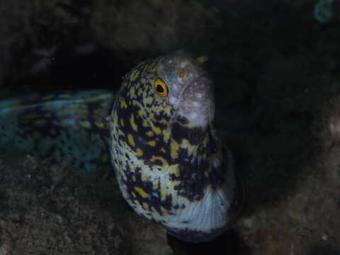 Image of Snowflake moray