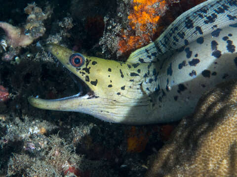 Image of Fimbriated moray