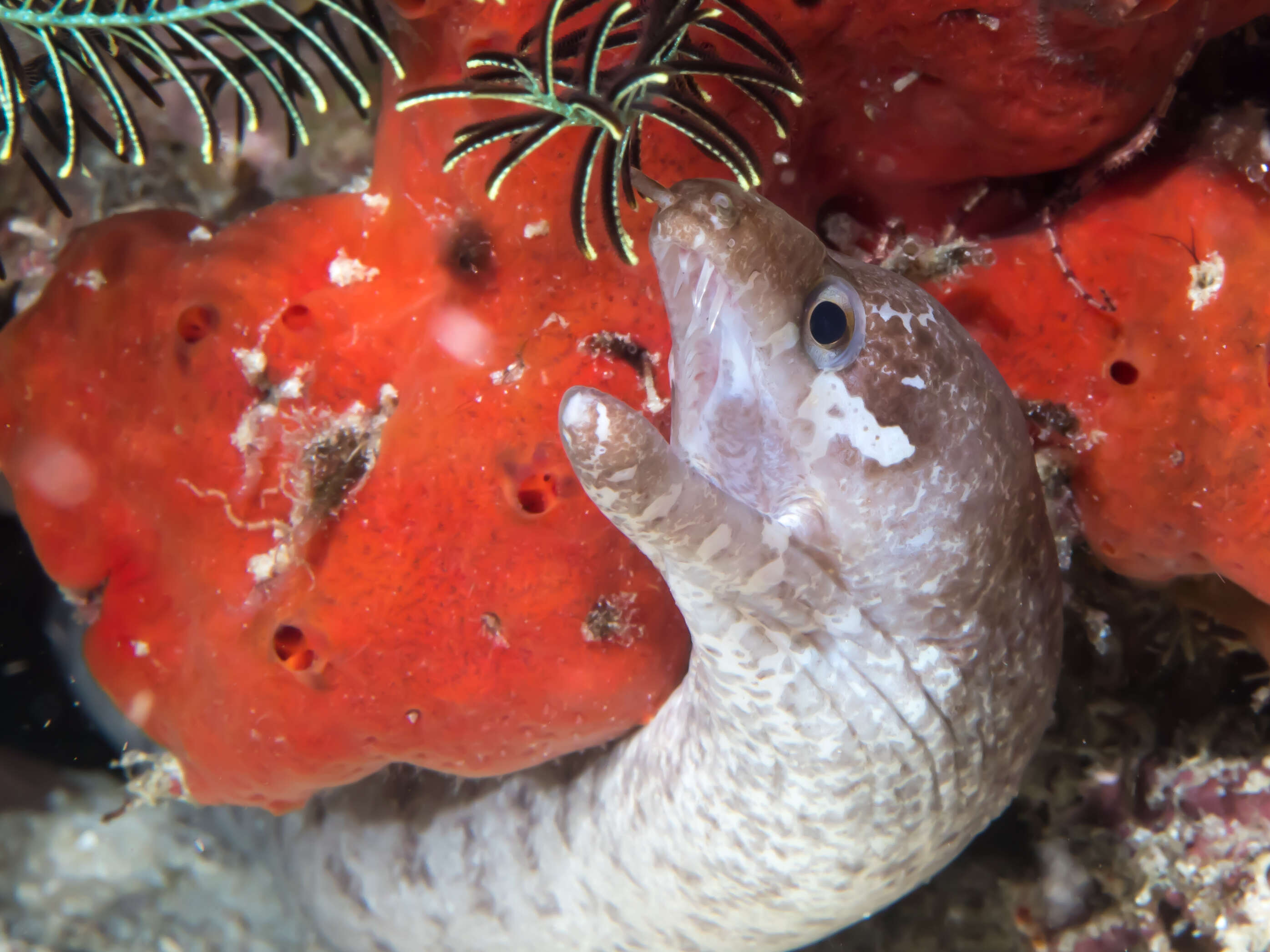 Image of Bar-tail moray