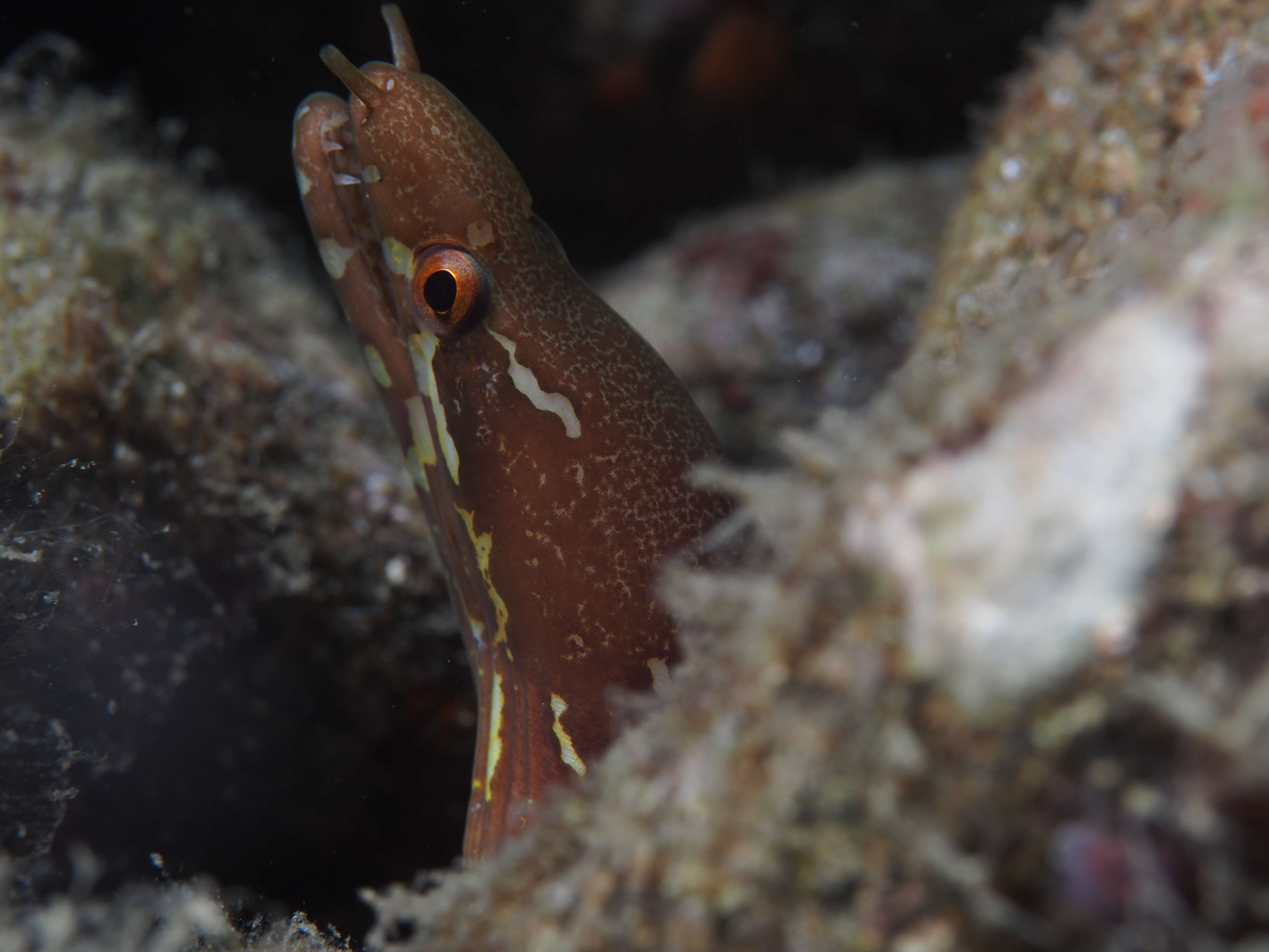 Image of Bar-tail moray