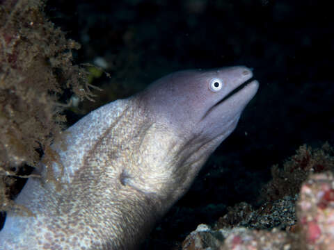 Image of Greyface moray