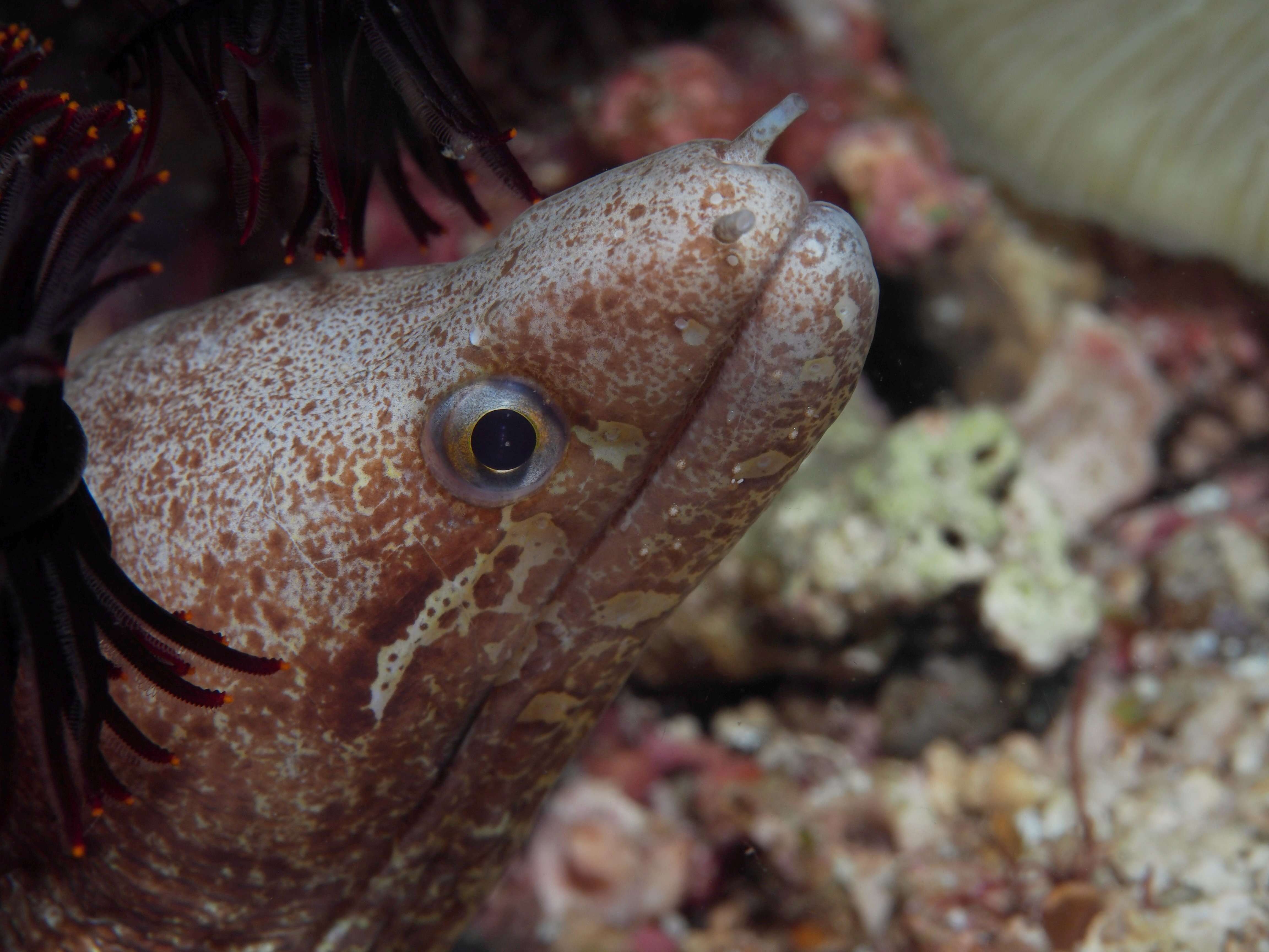 Image of Bar-tail moray