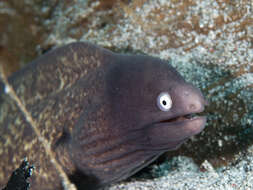 Image of Greyface moray