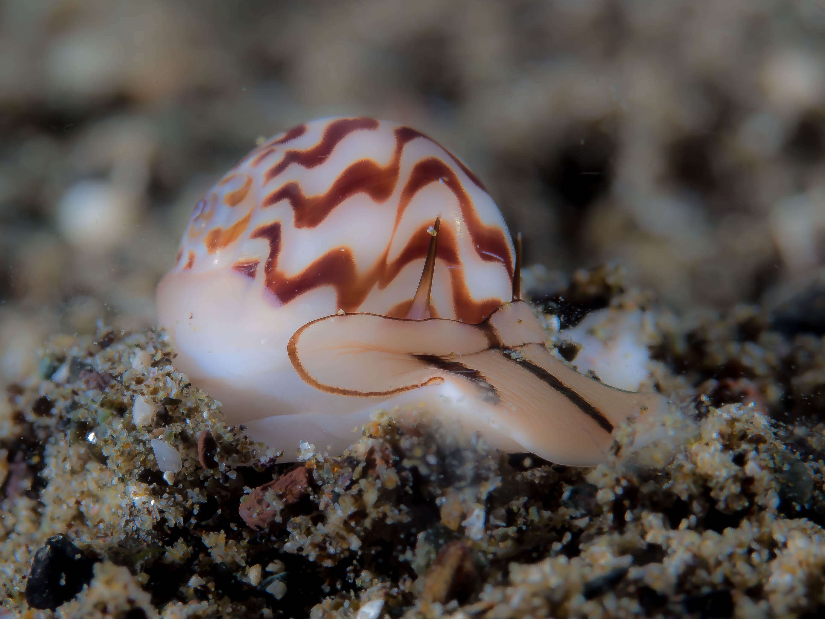 Image of wavy moonsnail