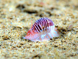 Image of wavy moonsnail