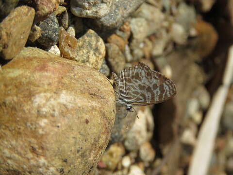 Image of Leptotes plinius