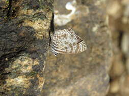 Image of Leptotes plinius