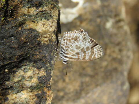 Image of Leptotes plinius