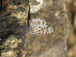 Image of Leptotes plinius