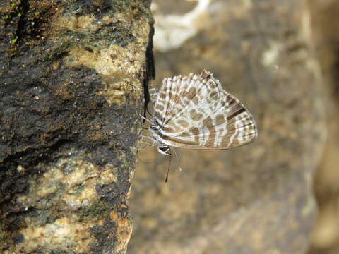 Image of Leptotes plinius