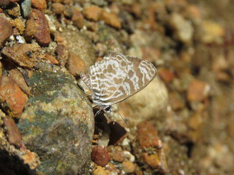 Image of Leptotes plinius