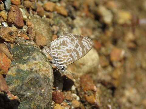 Image of Leptotes plinius