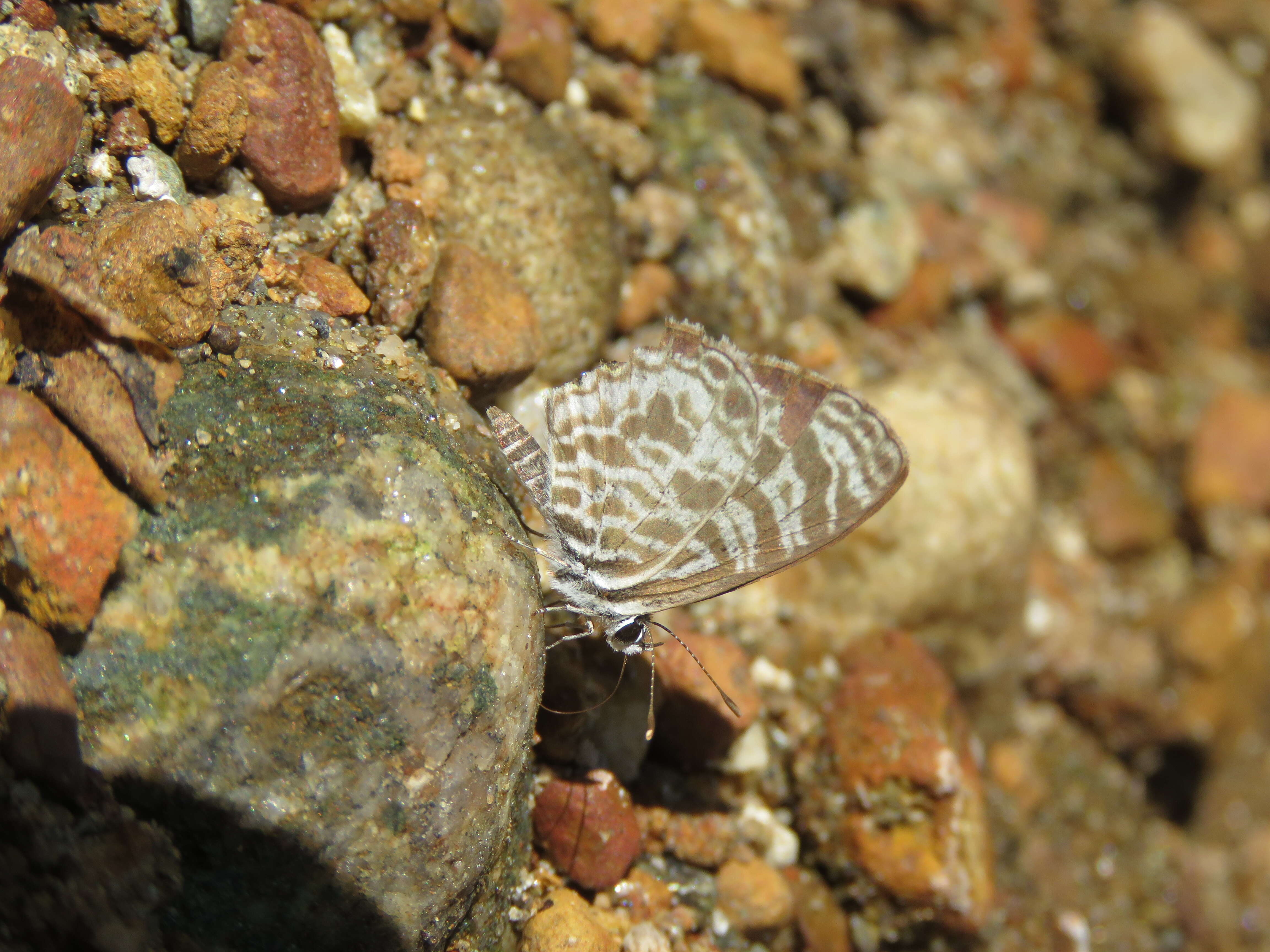 Image of Leptotes plinius