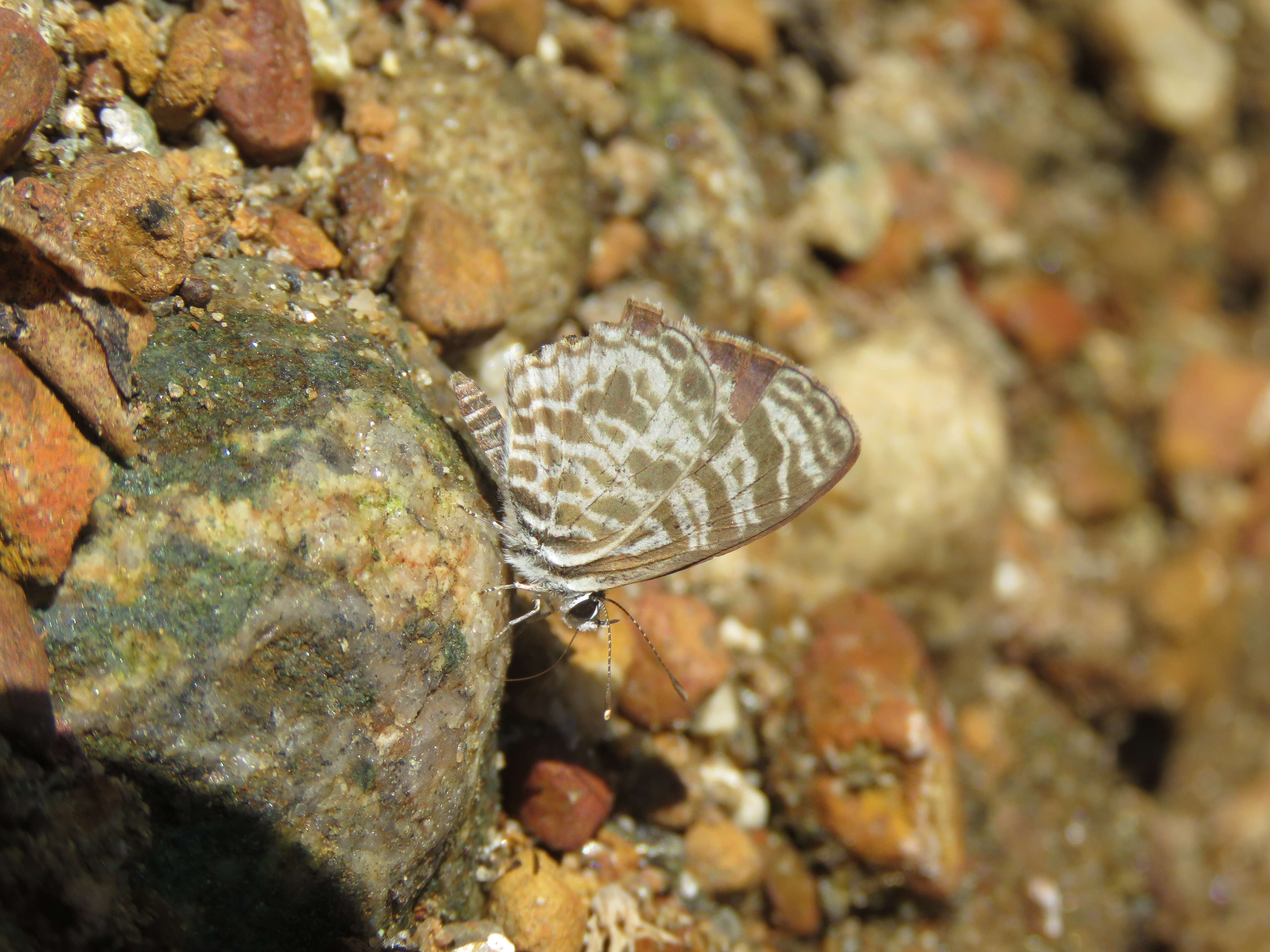 Image of Leptotes plinius