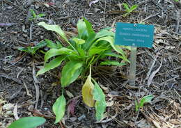 Imagem de Scadoxus membranaceus (Baker) Friis & Nordal