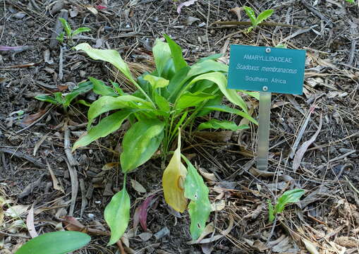 Imagem de Scadoxus membranaceus (Baker) Friis & Nordal