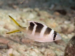 Image of Big eye bream