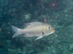 Image of Big eye bream