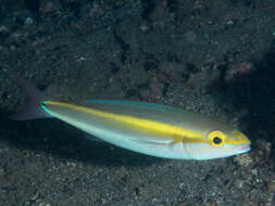 Image of Butterfly whiptail