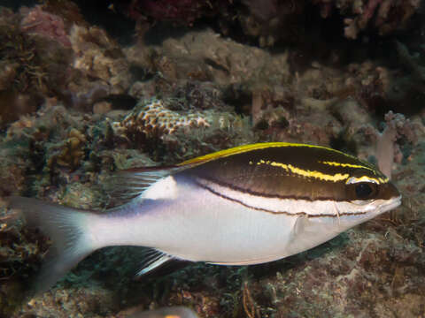 Image of two-lined monocle bream