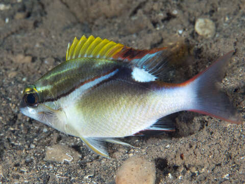 Image of two-lined monocle bream