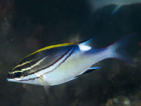 Image of two-lined monocle bream