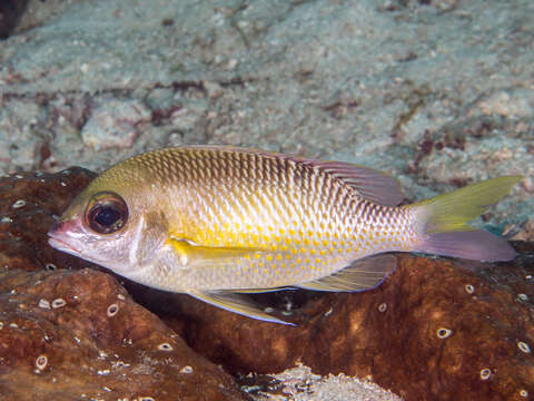 Image of Pearly monocle bream