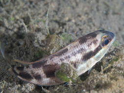 Image of threadfin breams