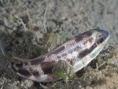 Image of threadfin breams