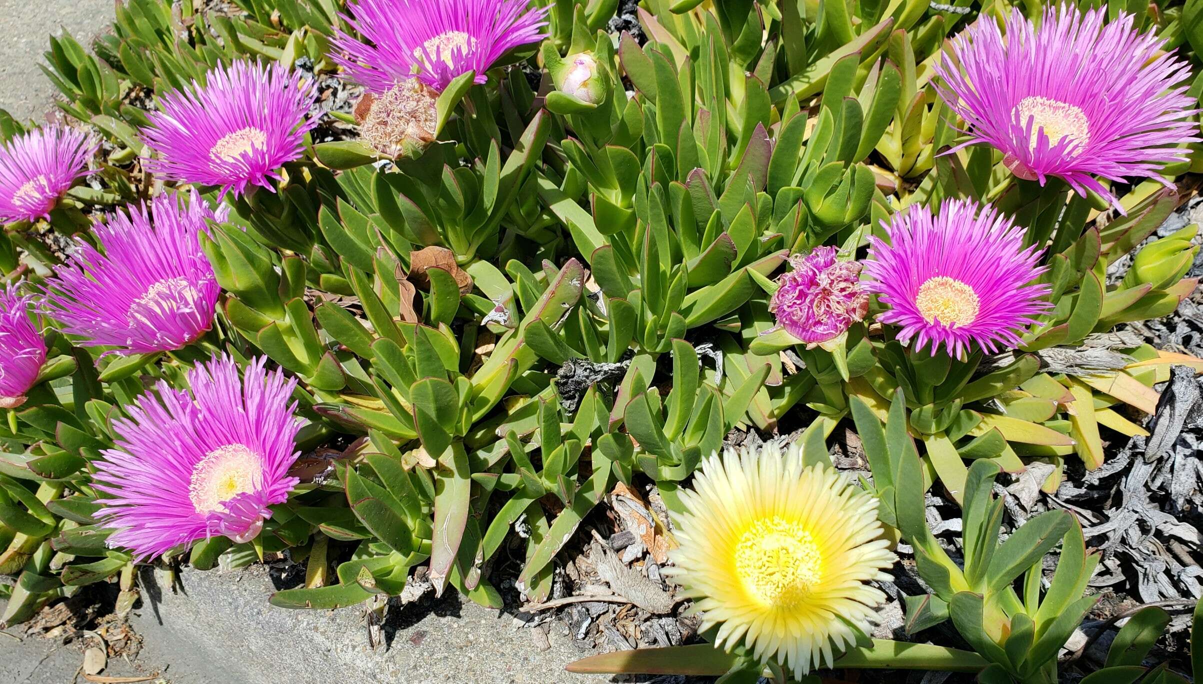 Image of Ice Plants