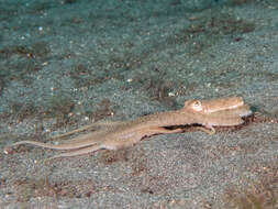 Image of octopuses