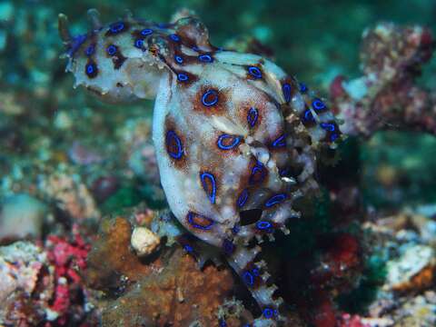 Image of Greater Blue-ringed Octopus