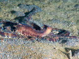 Image of Indonesian mimic octopus