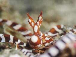 Image of Wunderpus Hochberg, Norman & Finn 2006