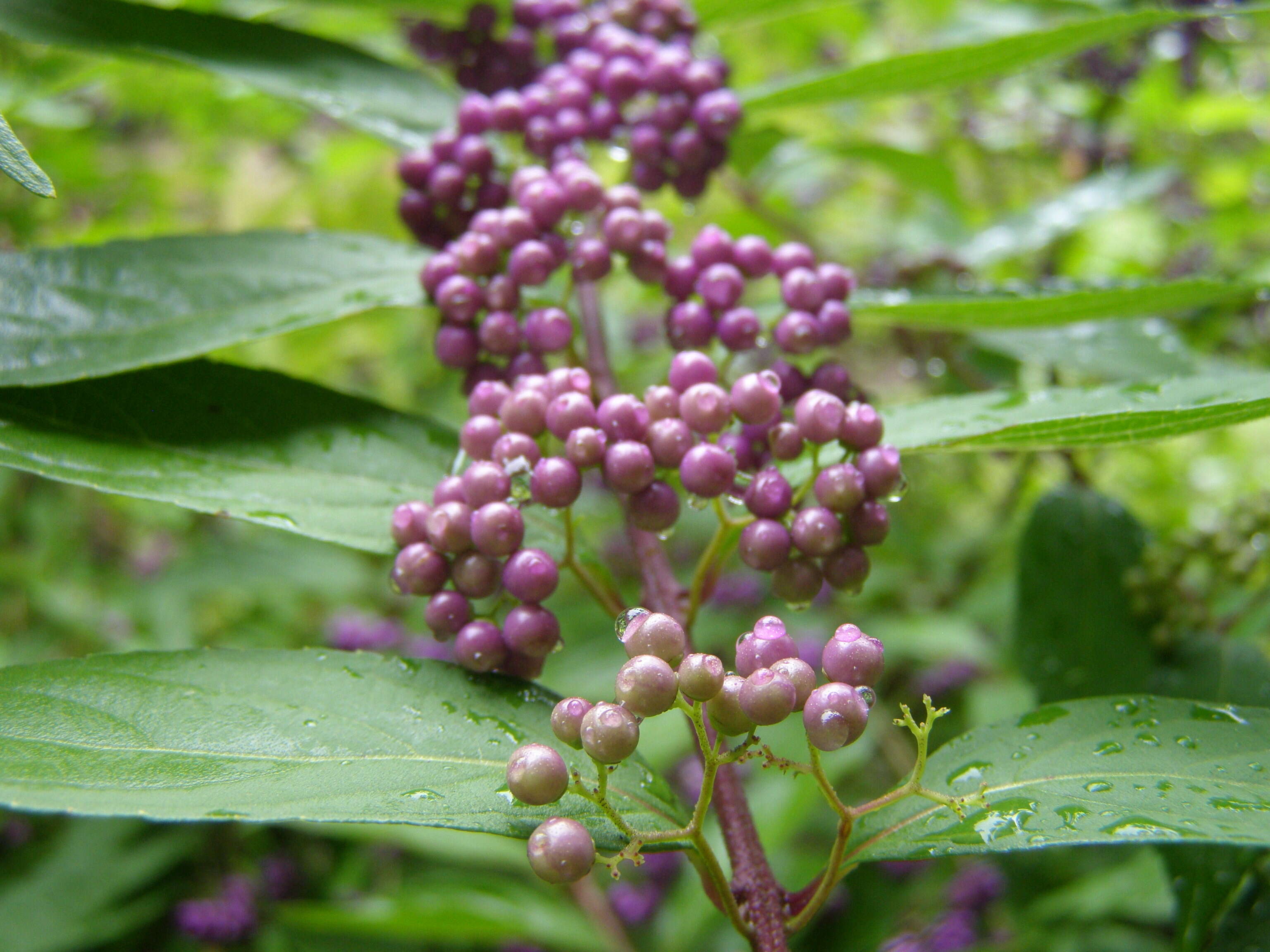 Photinia floribunda (Lindl.) K. R. Robertson & J. B. Phipps的圖片