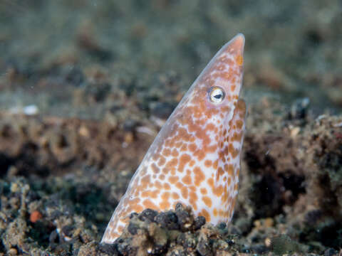 Image of Sharpsnout snake eel