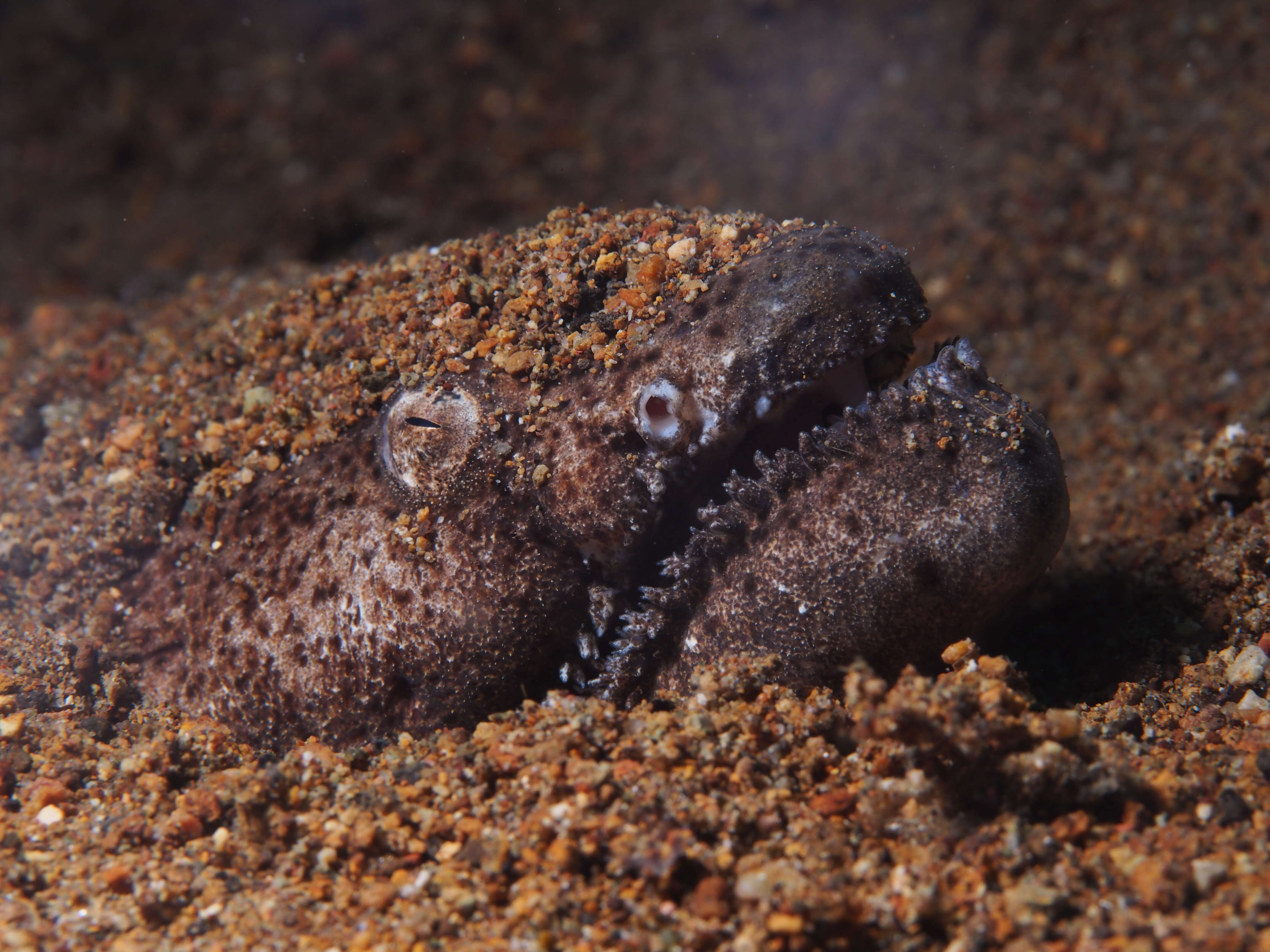 Image de Brachysomophis cirrocheilos (Bleeker 1857)